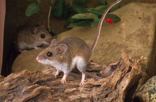 Deer mice on a log
