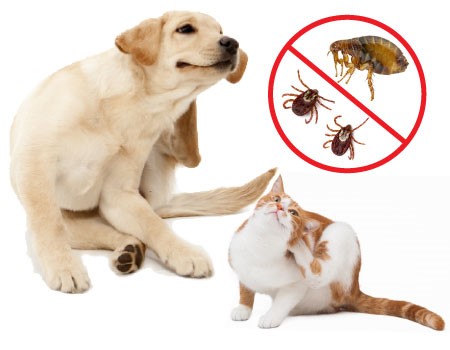 A golden Labrador puppy and a orange and white tabby cat scratching themselves 